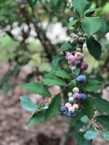 blueberries growing in Renewal garden