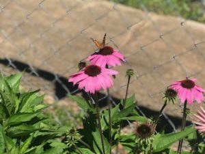 butterfly on cone flower in Renewal garden