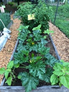 Greens growing in Renewal garden