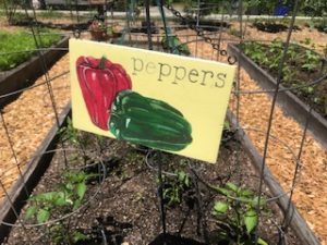 peppers growing in Renewal garden