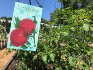 tomatoes growing in Renewal garden